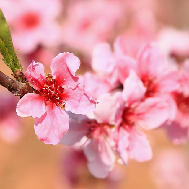 预测你何时有桃花运