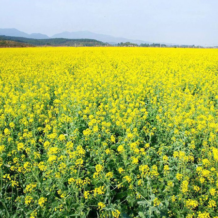 高清油菜花图片大全