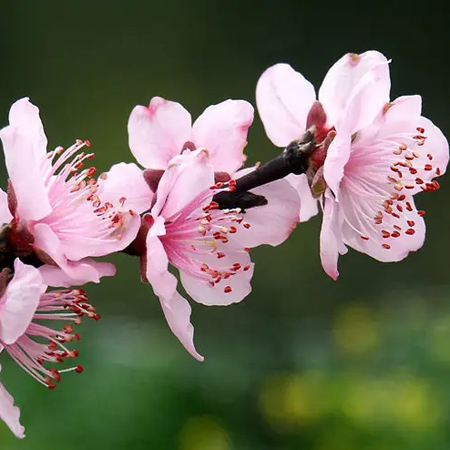 真实桃花图片大全高清图片